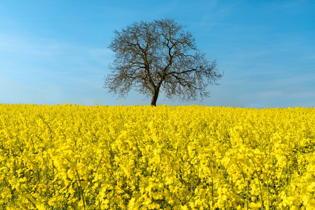 Lone tree in rapeseed field at Vert-Le-Grand, France.
