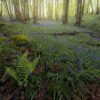 Bluebells at spring in the forest, Rambouillet forest, France.