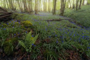 Bluebells at spring in the forest, Rambouillet forest, France.