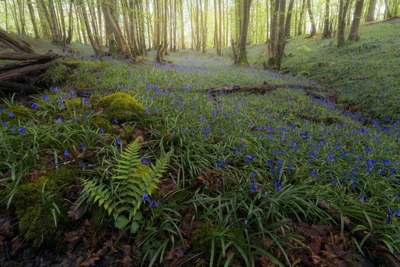 Bluebells at spring in the forest, Rambouillet forest, France.