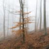 Tree with autumn leaves in the mist, Rueil-Malmaison, France.