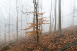 Tree with autumn leaves in the mist, Rueil-Malmaison, France.