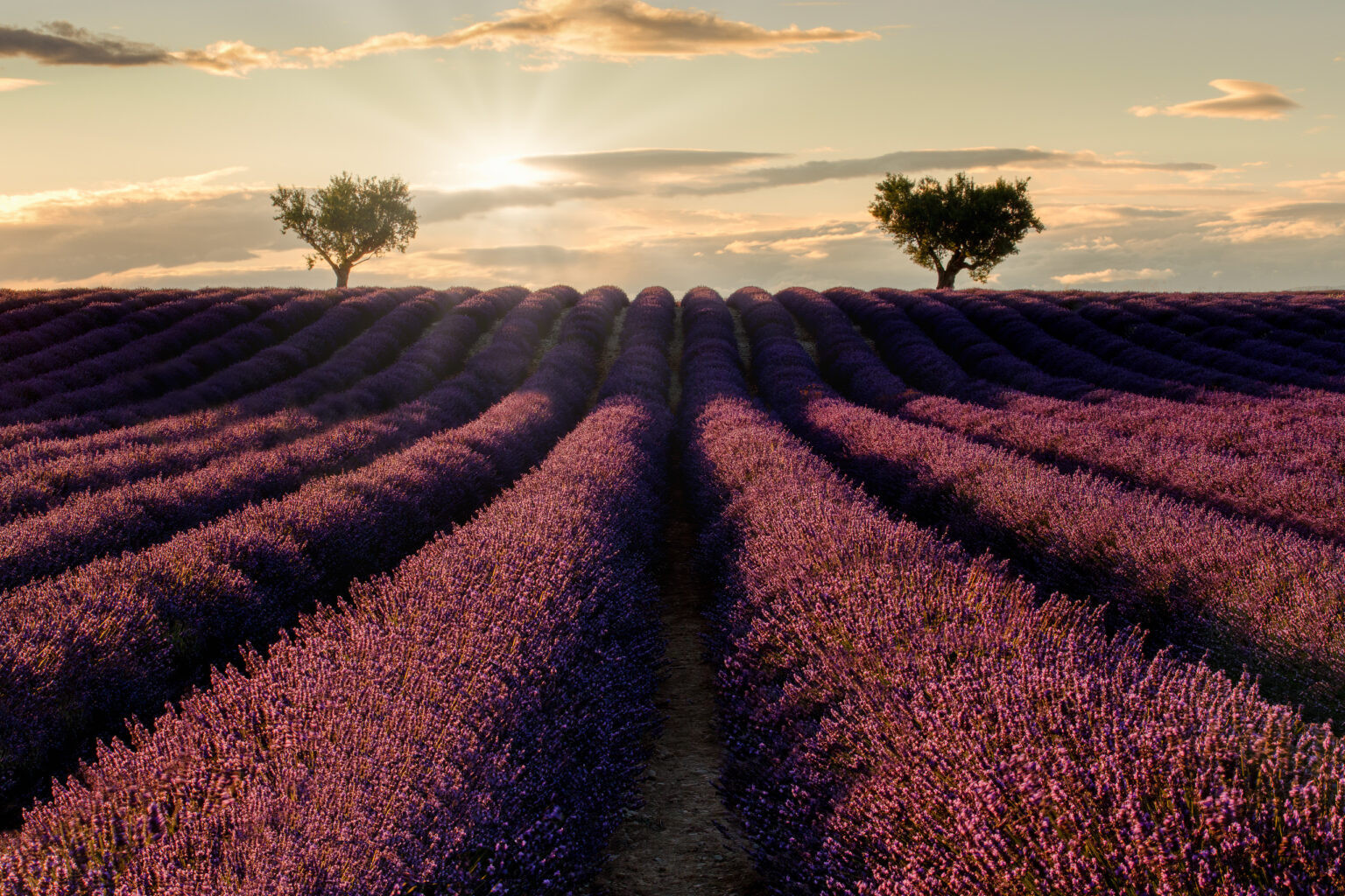 Lavender fields at sunset, Valensole, France.